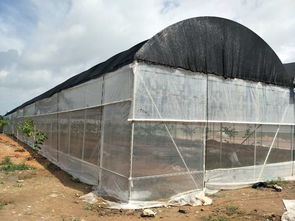 福建蔬菜大棚厂家广州芳诚温室大棚工程公司