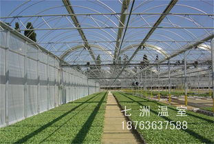 多功能温室大棚认准七洲温室工程 草莓 温室大棚