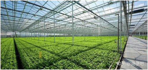 温室大棚种植怎么选择补光灯