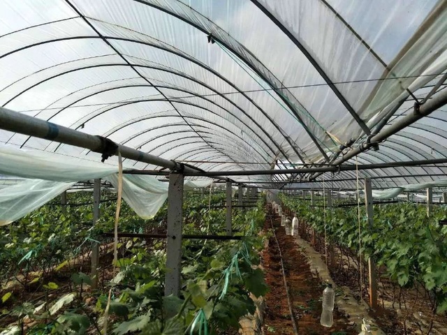 大棚葡萄园挂着吊瓶,咋回事啊?温室大棚顶端开天窗改造技术升级了