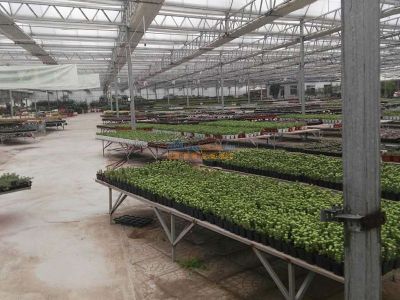 多功能温室大棚 哪里有提供口碑好的温室大棚