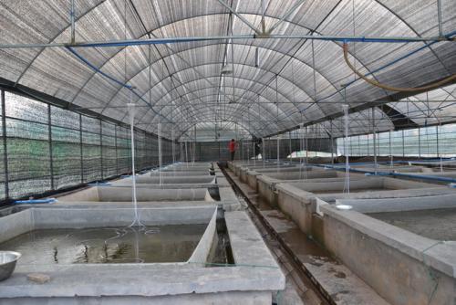 新闻 无锡大棚管无锡温室大棚养殖大棚小龙虾用大棚管