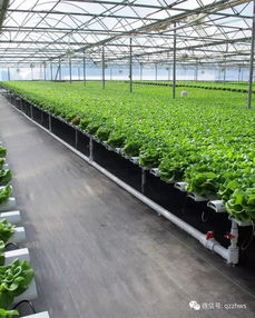 智能温室大棚监控系统管理温室有哪些优势