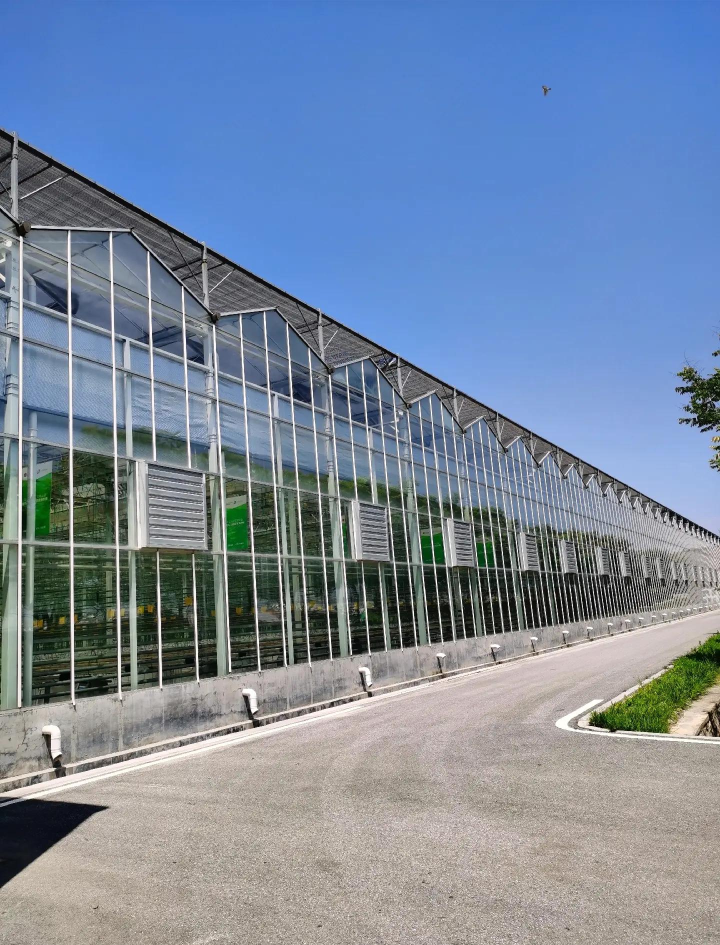 全玻璃温室大棚:现代农业的透明选择