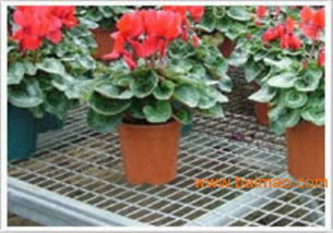 安平苗床网 专业生产与批发，温室大棚的理想选择