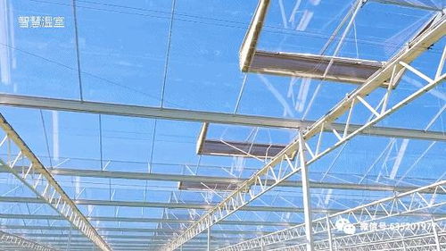 遮阳降温剂 温室大棚的另一高效遮阴选择