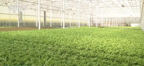 新装备、新科技加速农产品提质，助力现代农业增效——温室大棚的智能化转型