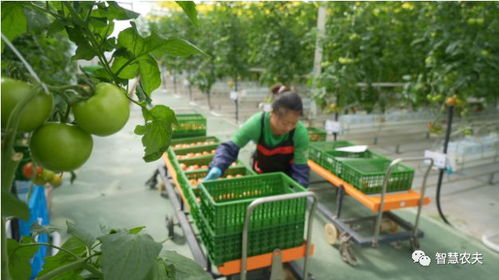 智能温室番茄工厂 日采收超2吨，均价每斤8元的现代农业新范本